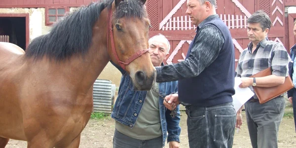 50 de sătmăreni refuză să îşi predea caii bolnavi de anemie infecţioasă