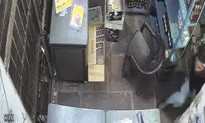 GIF Leopard