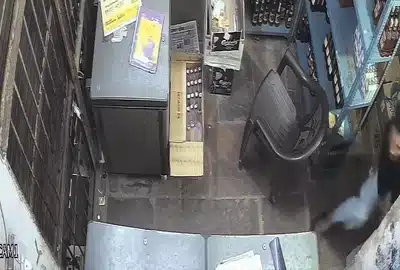 GIF Leopard