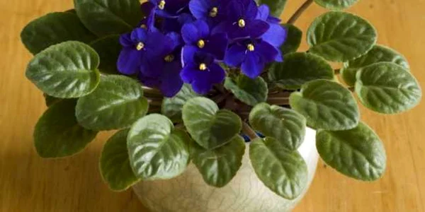 violeta africana