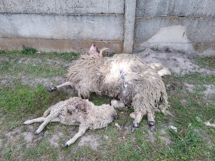 Imagini cu pagubele produse de urși au însoțit memoriul FOTO: arhiva Iulian Preda