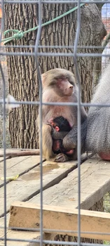 pui de babuin adus pe lume la zoo hunedoara