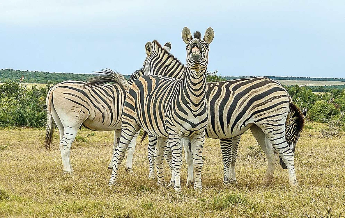 Zebra Caty zâmbeşte  ca şi faimoasa surată,  Marty, din comedia  “Madagascar”