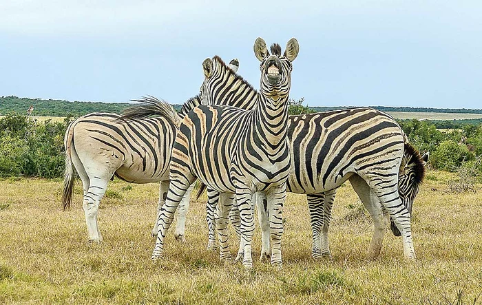 Zebra Caty zâmbeşte ca şi faimoasa surată, Marty, din comedia “Madagascar”