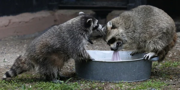 Ratonii Masha (S) şi Tyoma  trag de o bucată de pânză din vasul cu apă în interiorul unei incinte de la gradina zoologica Royev Ruchey în oraş siberian  Krasnoyarsk FOTO Reuters