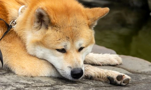 1 shutterstock 1857726604 jpg jpeg