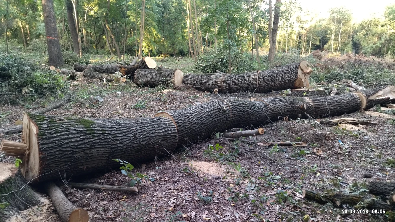 Zeci de arbori tăiați în stațiunea Lacu Sărat FOTO: Sorin Gross