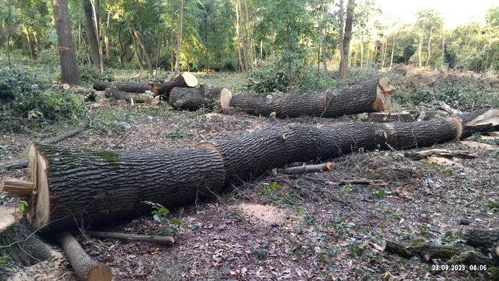 Zeci de arbori tăiați în stațiunea Lacu Sărat FOTO: Sorin Gross