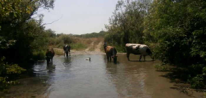 În practică, imensul lac de pe hartă este o baltă în care se adapă animale FOTO Alin Ion