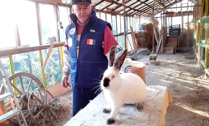 Iepurele poate ajnge la 9 kg