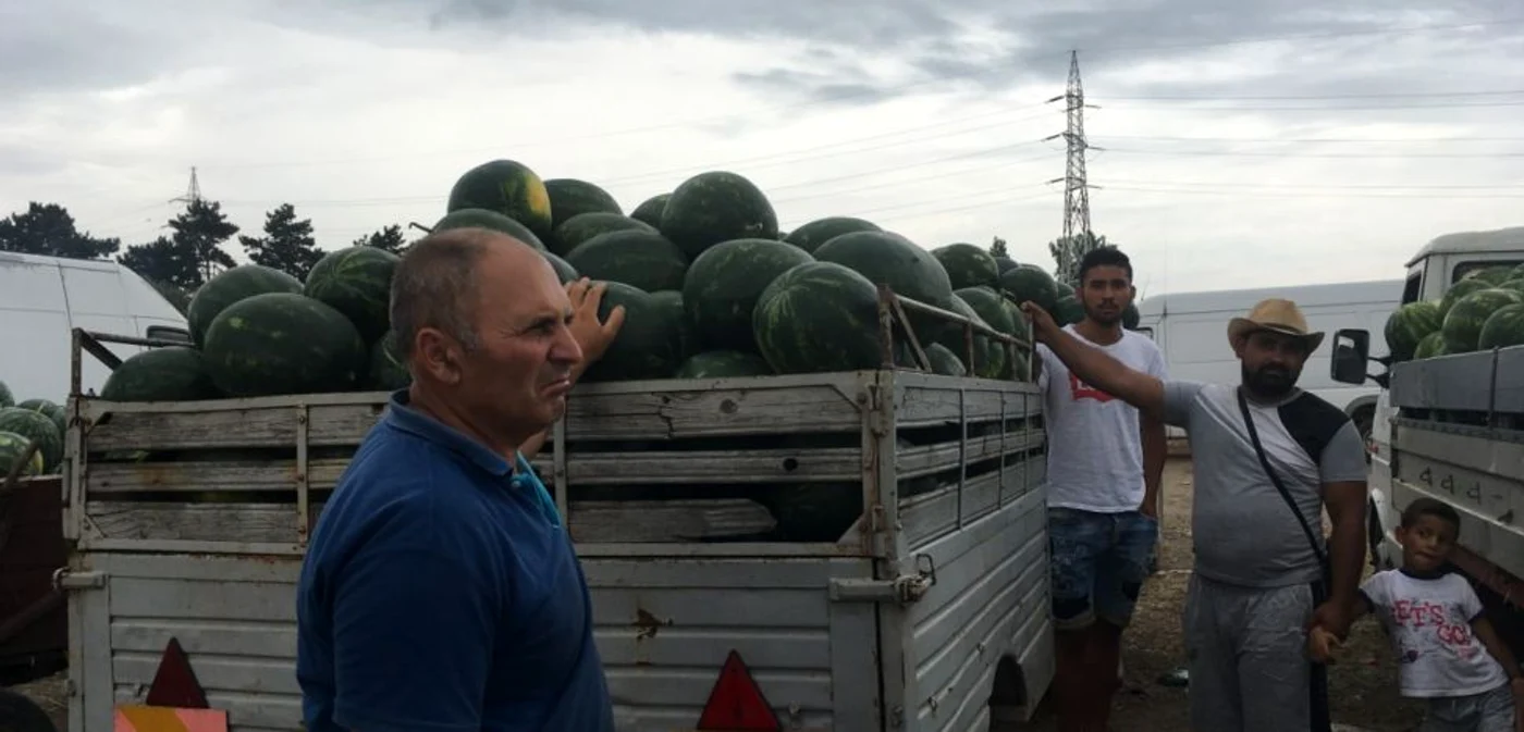 lubeniţă Dăbuleni