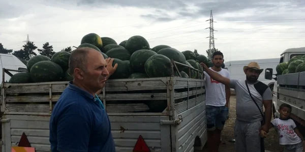 lubeniţă Dăbuleni