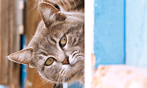 1 51032 original jpg jpeg