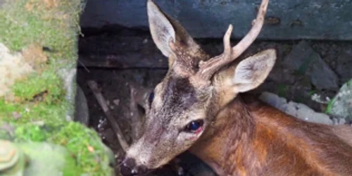 Pui de căprioară salvat dintr-o gură de canal din pădurea Corbeanca Sursa Facebook ARCA