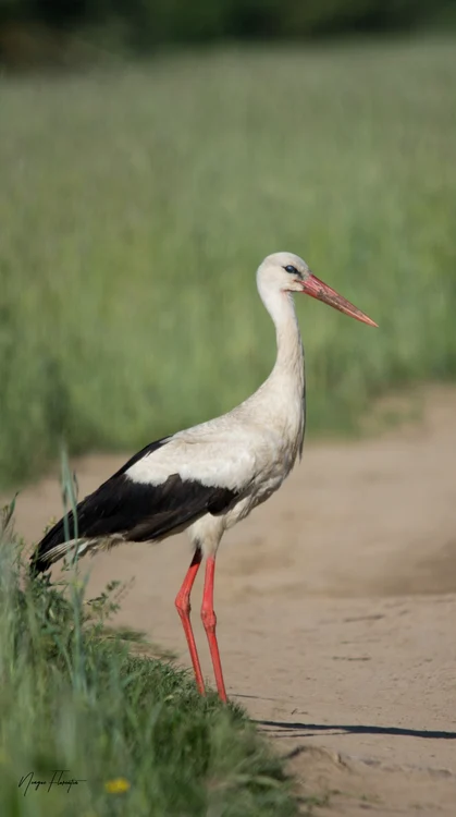Barză albă (© Florentin Neagoe; Muzeul Național al Carpaților Răsăriteni)