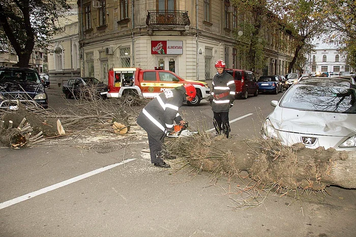 Copacii au fost tăiați ca să poată fi transportați