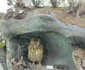 Animale împăiate pe vremea Austro-Ungariei FOTO Ştefan Both