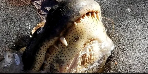 aligator