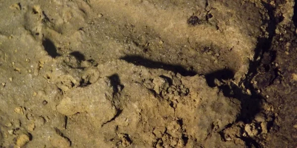 Urmele au fost decoperite in pestera Ciur-Izbuc