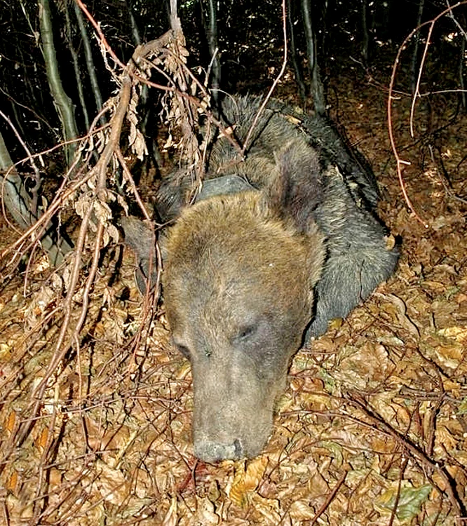 
    «Maronică» a supravieţuit trei luni (Fotografii: www.actualmm.ro)  