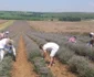 Tudor Panait în plantaţia de lavandă FOTO Ştefan Both