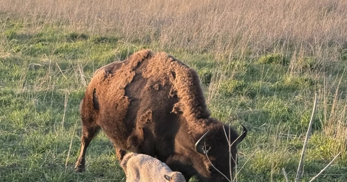 Animalul care a uimit cercetătorii într-o rezervație din SUA: de ce „pufoșenia albă” este atât de rară