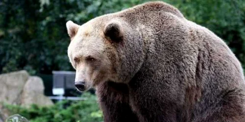 Un urs cu comportament deviant este liber în zona Azuga. Foto Adevărul