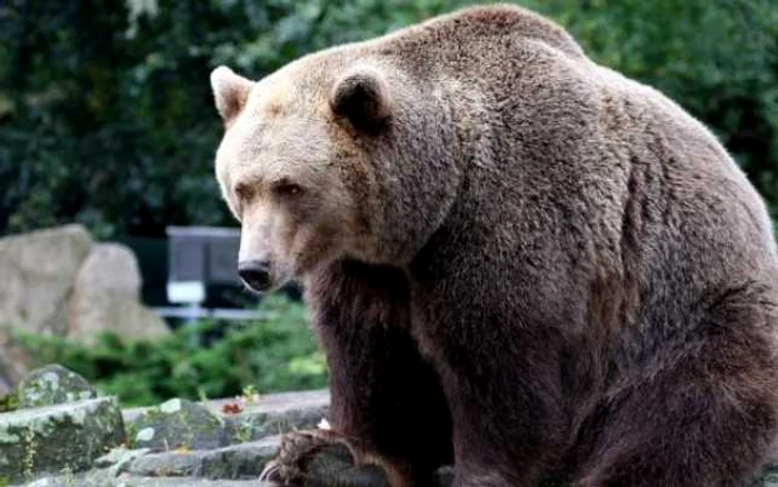 Un urs cu comportament deviant este liber în zona Azuga. Foto Adevărul