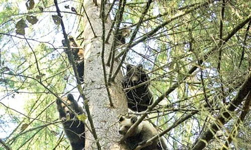 Când împlinesc doi ani, puii de urs  sunt eliberaţi şi echipaţi cu un  transmiţător pentru a fi monitorizaţi (Fotografii: vier pfoten) jpeg