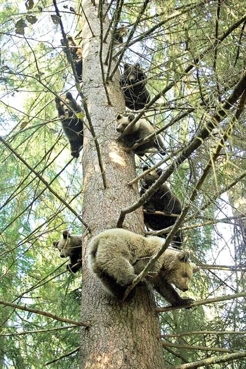 Când împlinesc doi ani, puii de urs  sunt eliberaţi şi echipaţi cu un  transmiţător pentru a fi monitorizaţi (Fotografii: vier pfoten)