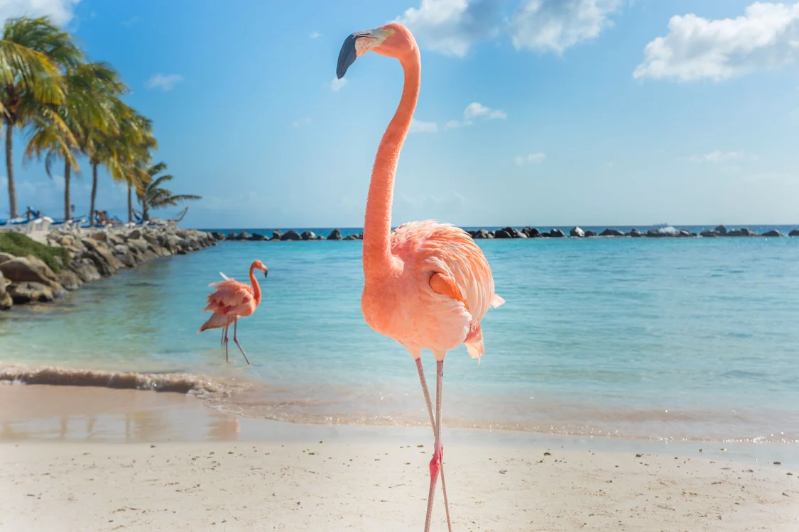 
    În Aruba, turiştii pot face plajă la doi paşi de superbele păsări FlamingoFotografii 123rf.com  