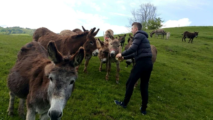 Ferma din Apuseni are un număr de 20 de măgăriţe: Foto: Facebook - Equualact