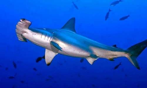 1 65564 original jpg jpeg