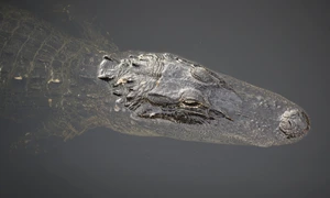 Aligator FOTO Joe Raedle/Getty Images
