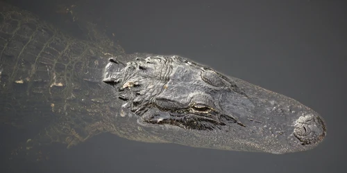Aligator FOTO Joe Raedle/Getty Images