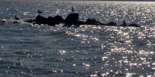 Marea Neagră - pescăruşi pe stânci Foto arhivă 