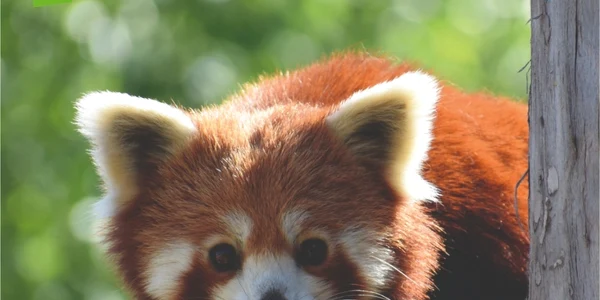 Ziua Internaţională Panda Roşu la Grădina Zoologică Braşov FOTO Grădina Zoologică Braşov