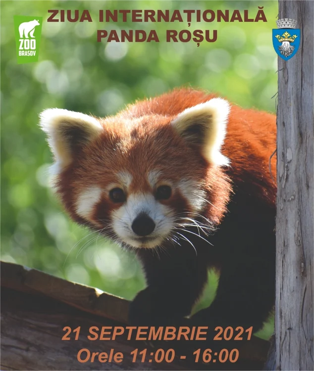 Ziua Internaţională Panda Roşu la Grădina Zoologică Braşov FOTO Grădina Zoologică Braşov