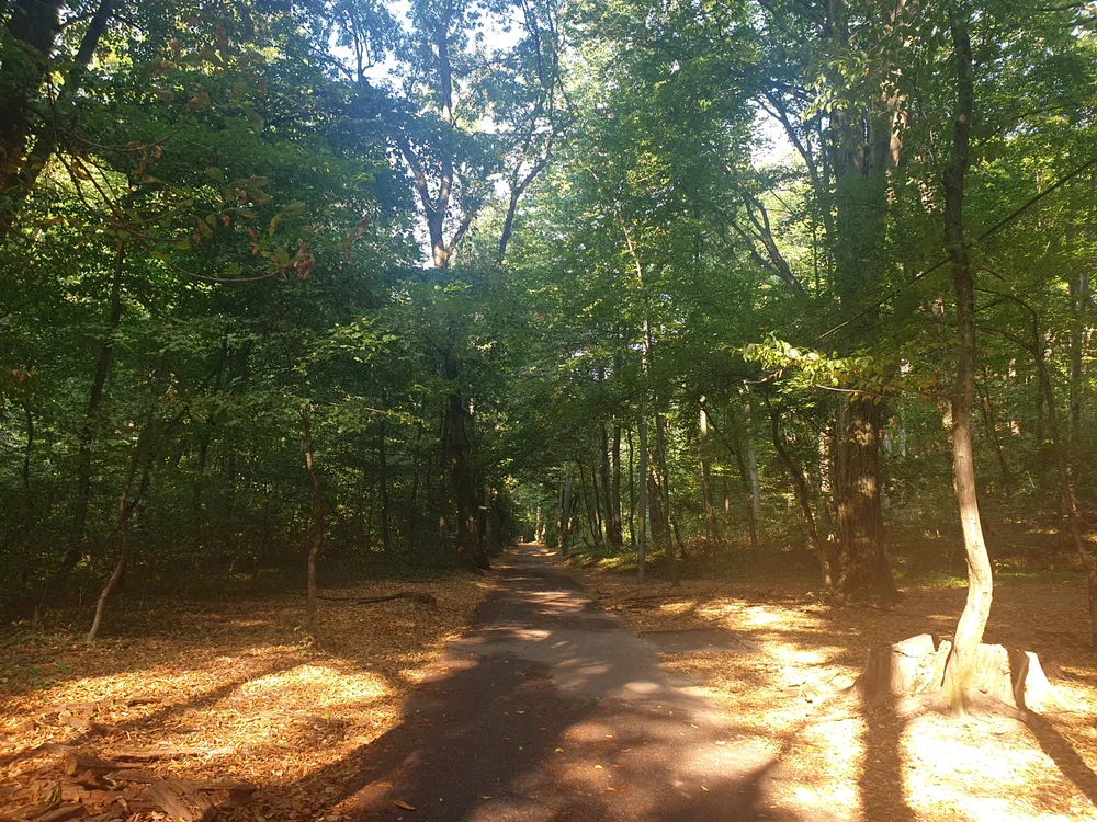 Bate din nou ceasul retrocedărilor în Pădurea Trivale
