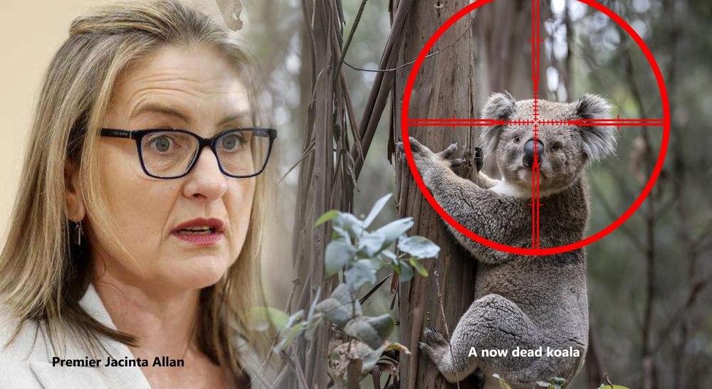 Peste 700 de urşi koala au fost eutanasiați prin împușcare, în Australia. „Nu poţi să-ți dai seama, din elicopter, dacă este într-o stare gravă sau nu”