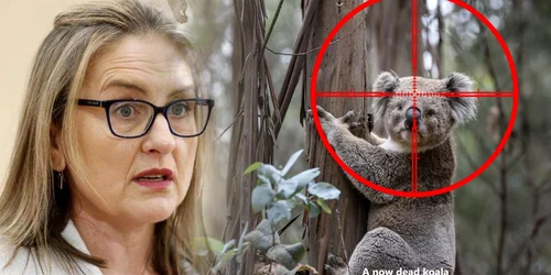 koala ucisi Australia, foto Koala Alliance jpg