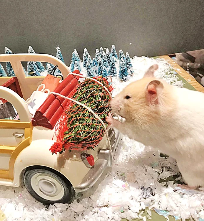 Au primit brăduţi pe care i-au cărat cu maşinuţele lor