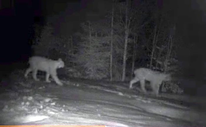 Doi râşi filmaţi noaptea într-o pădure din Apuseni. Foto: captură video Facebook
