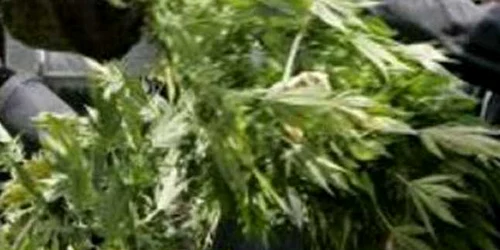 Întreaga cantitate de cannabis a fost confiscată de poliţişti 