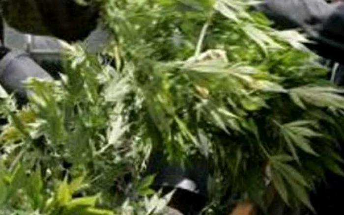 Întreaga cantitate de cannabis a fost confiscată de poliţişti 
