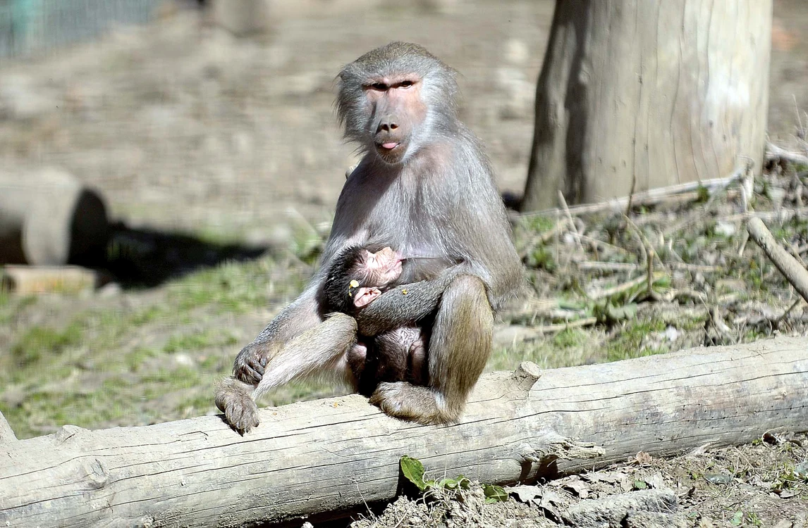 
    Click! a scris despre  drăgălaşa maimuţă, care a  devenit în scurt timp atracţia Grădinii Zoologice din Sibiu. Maimuţica aşteaptă acum să primească şi un numeFoto: Zoo Sibiu/Huc Marian  