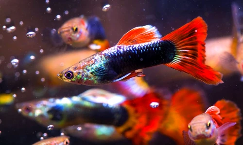 1 68874 original jpg jpeg