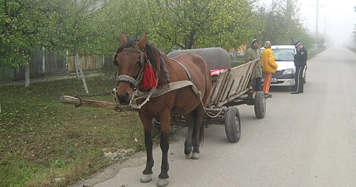 Victima dorea să ajungă cu faetonul de ocazie de la Stânca la Ştefăneşti 