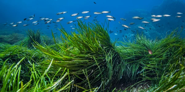 Specia de iarbă de mare Posidonia oceanica se găseşte doar în Marea Mediterană FOTO Shutterstock