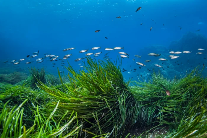 Specia de iarbă de mare Posidonia oceanica se găseşte doar în Marea Mediterană FOTO Shutterstock